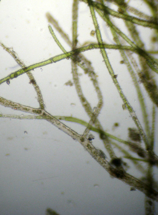 Microscopia salata